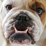 230px-Bulldog_portrait_Frank[1]